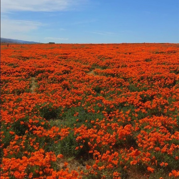 Meet your Posher, Olivia - Picture 1 of 1